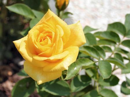 yelow flower